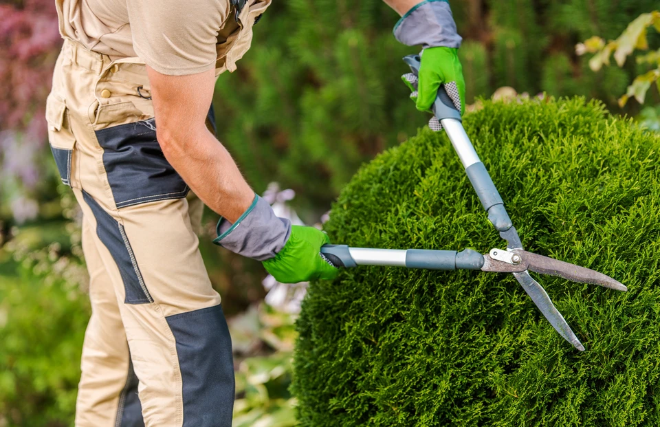 Jardinier professionnel en tenue de travail beige taille une haie de conif&egrave;res dense avec un taille-haie t&eacute;lescopique &agrave; long manche dans un jardin paysag&eacute; ext&eacute;rieur