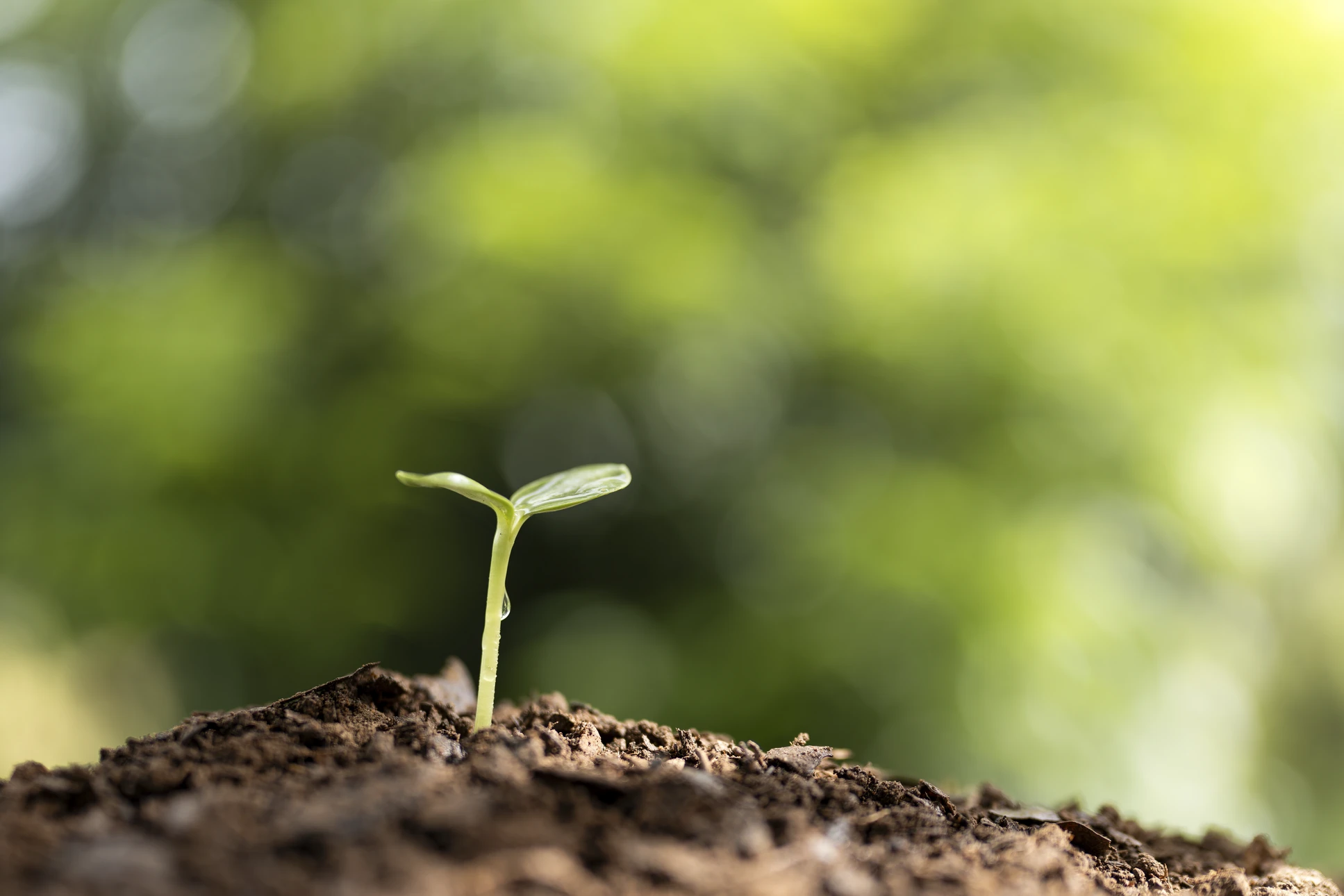 Gros plan sur un massif de jardin privé bien entretenu, montrant une composition harmonieuse de plantes variées (arbustes persistants, vivaces colorées, plantations structurées) dans un petit jardin de résidence, avec une maison visible en arrière-plan flou. Les plantes sont en excellent état de santé, bien espacées et plantées avec soin, illustrant une mise en valeur professionnelle d'un espace extérieur résidentiel.
