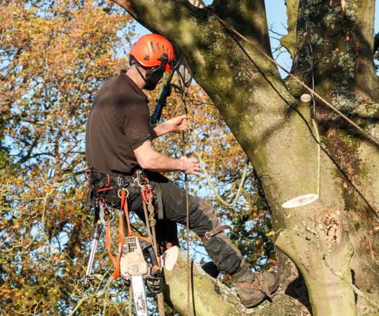 L'élagage des arbres à Pornic : nos conseils pour un jardin sain